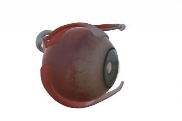 Eye