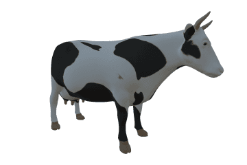 Cattle