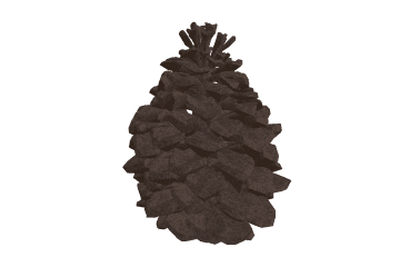 Pine cone