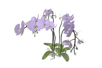 Orchid