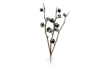Cotton