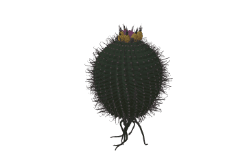 Cactus