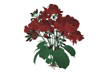 Geranium