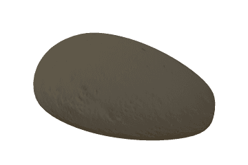 Bean seed