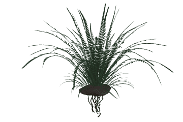 Fern