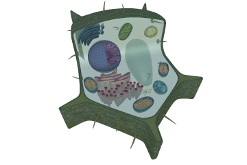 Plant cell