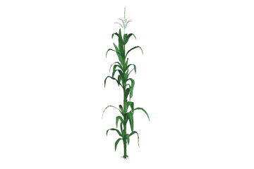 Corn