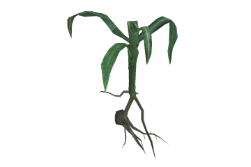 Corn seedlings