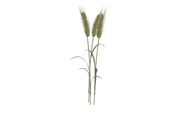 Wheat
