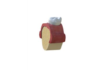 Tooth