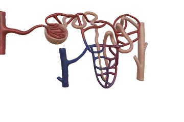 Nephron