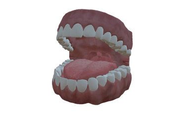 Oral cavity