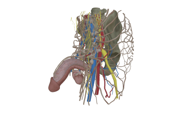 Male reproductive system