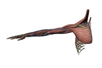 Upper limb