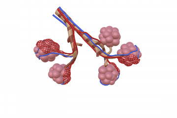 Pulmonary alveolus