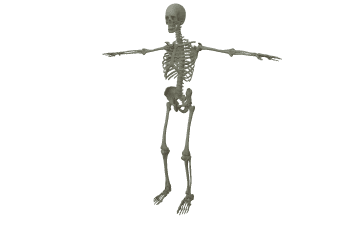Human skeleton