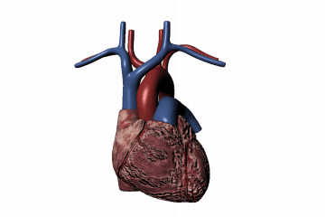 Human heart