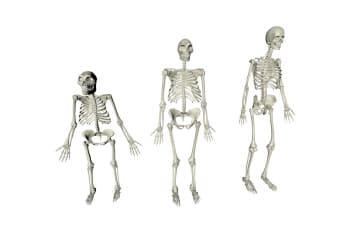 Human evolution