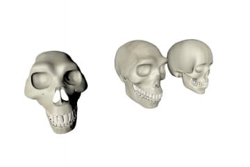Skull fossils