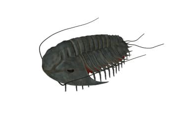 Trilobites