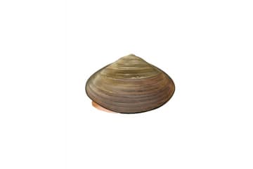 Bivalve