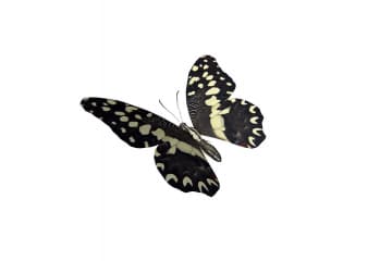 Swallowtail butterfly