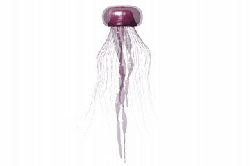 Jellyfish