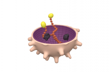 Arenavirus
