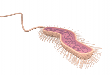 Bacillus