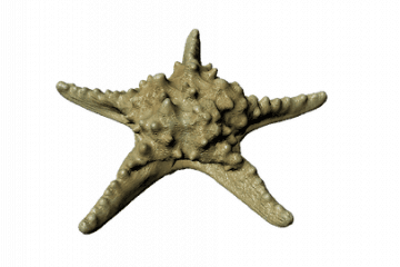 Starfish