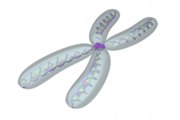 Chromosome