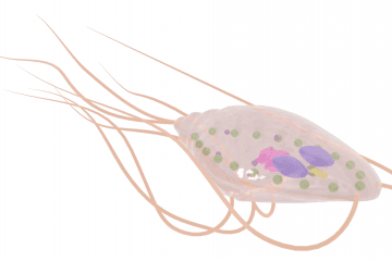 Giardia
