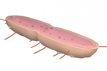 Pneumococcal fungus