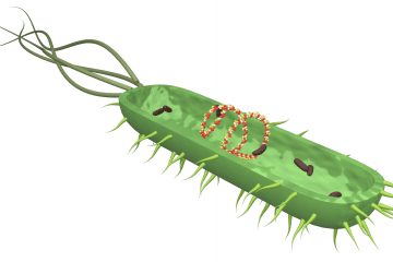 Meningococcus