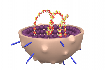 Myxovirus