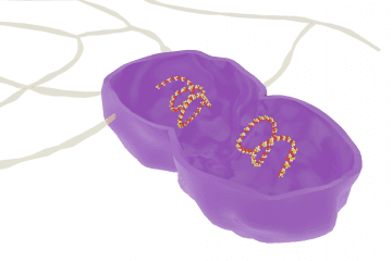 Staphylococcus epidermidis