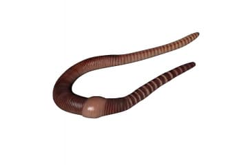 Earthworm