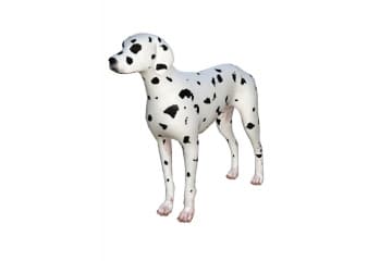 Dalmatian dog