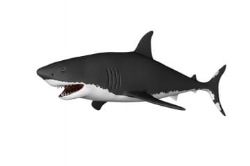White shark