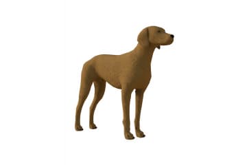 Labrador