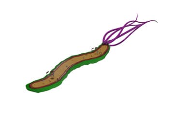 Helicobacter pylori