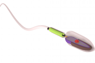 Human sperm