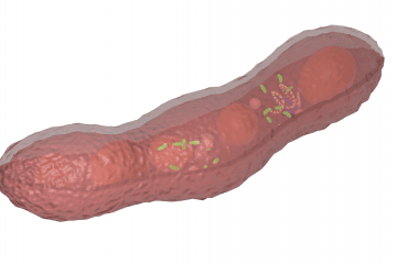 Mycobacterium tuberculosis