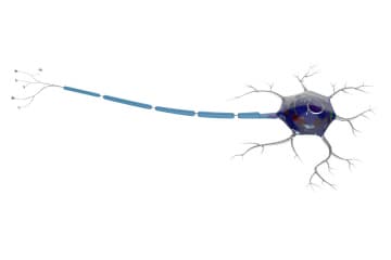 Neuron