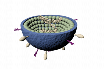 Parainfluenza viruses