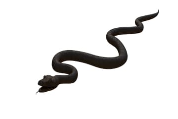 Snake