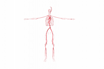 Human arteries