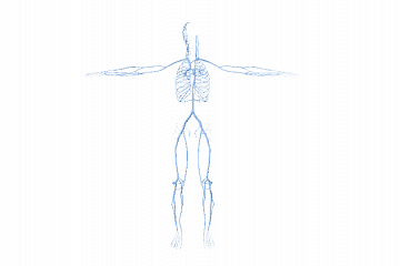 Human veins