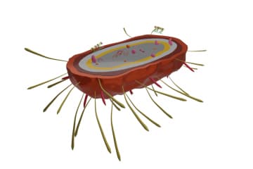 Bordetella Pertussis