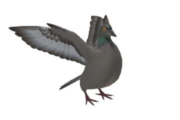 Pigeon